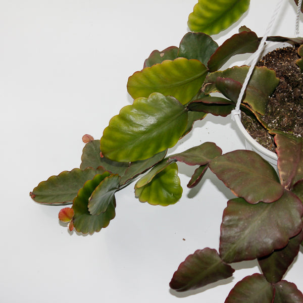 Rhipsalis elliptica (hanging plant) Ø18cm