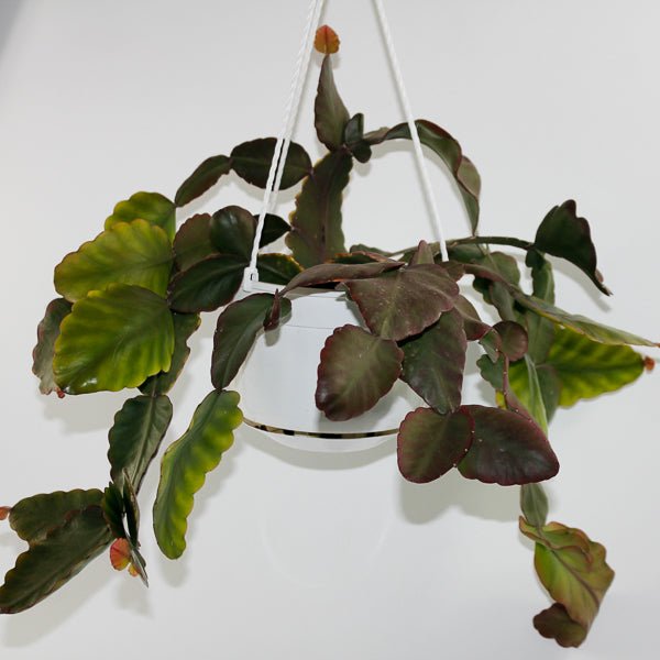 Rhipsalis elliptica (hanging plant) Ø18cm