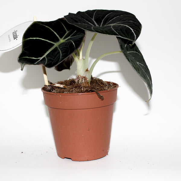 Alocasia Black Velvet Ø12cm H25cm