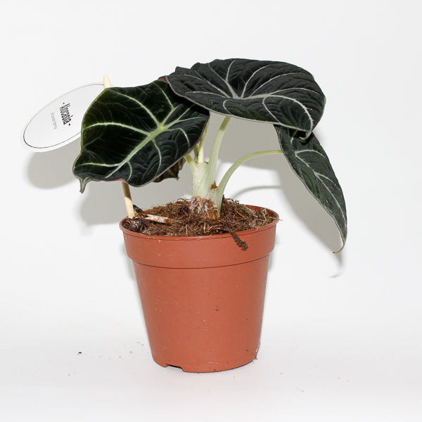Alocasia Black Velvet Ø12cm H25cm