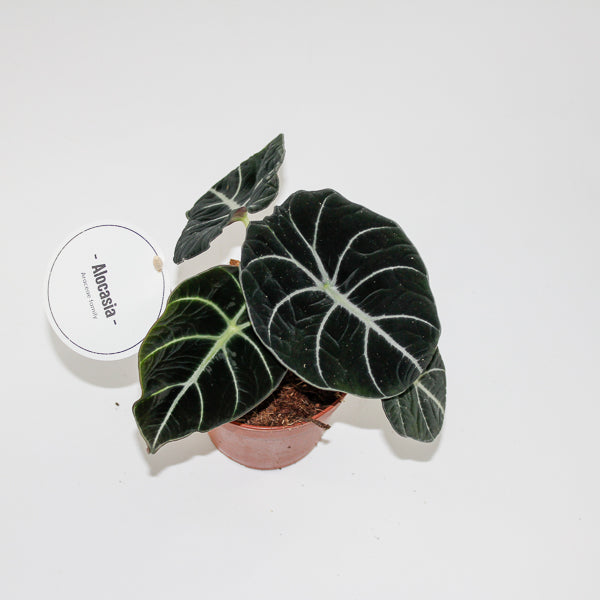 Alocasia Black Velvet Ø12cm H25cm