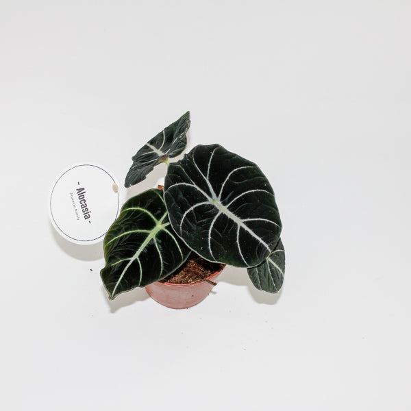 Alocasia Black Velvet Ø12cm H25cm