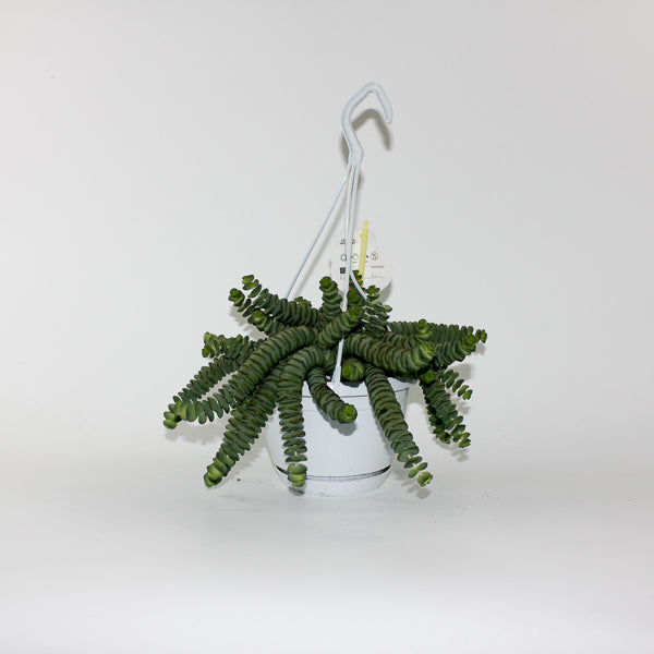 Crassula marnieriana Ø14cm H30cm