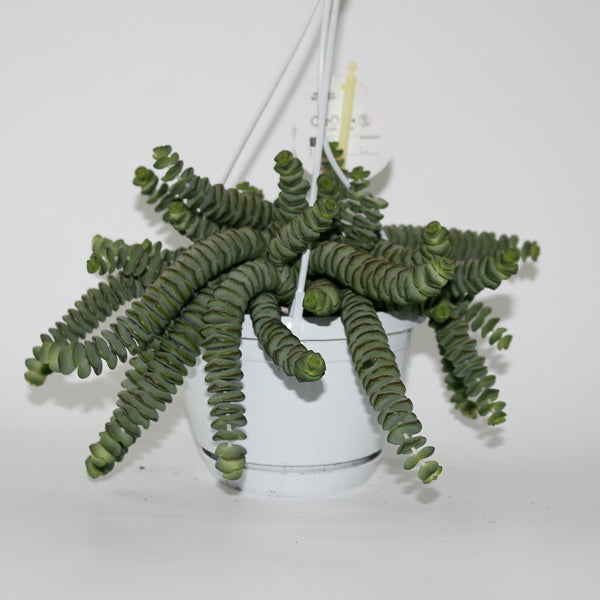Crassula marnieriana Ø14cm H30cm