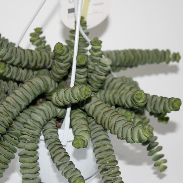 Crassula marnieriana Ø14cm H30cm