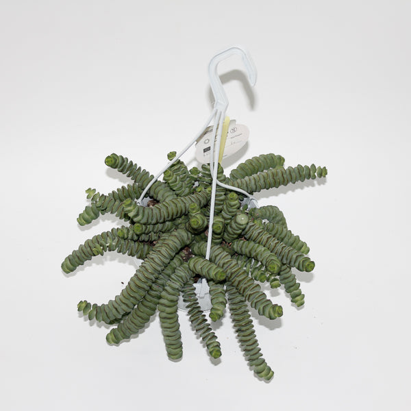 Crassula marnieriana Ø14cm H30cm