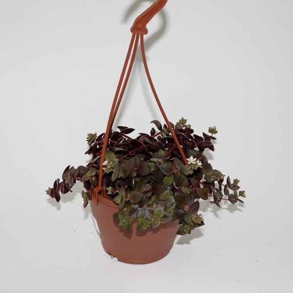 Crassula marginalis Ø12cm H15cm