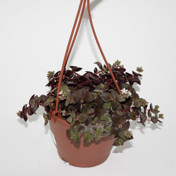 Crassula marginalis Ø12cm H15cm