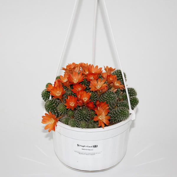 Rebutia fabrisii (Hanging Plant) Ø14cm