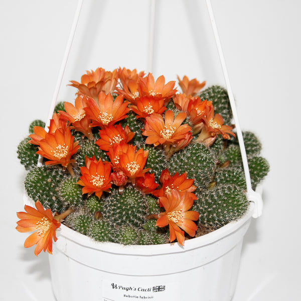 Rebutia fabrisii (Hanging Plant) Ø14cm