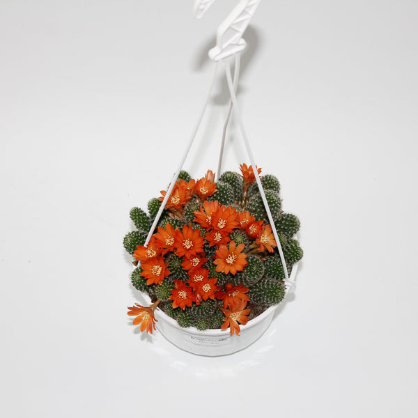 Rebutia fabrisii (Hanging Plant) Ø14cm