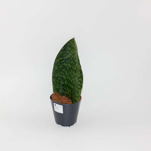 Sansevieria Masoniana Whale Fin Ø12cm H30cm