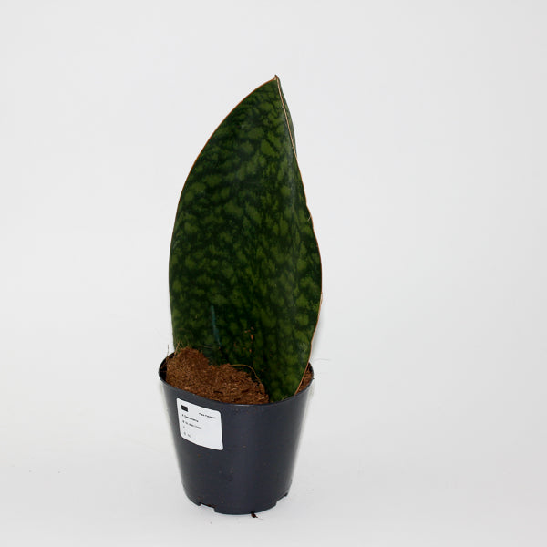 Sansevieria Masoniana Whale Fin Ø12cm H30cm