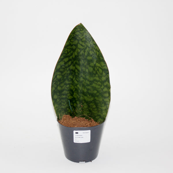Sansevieria Masoniana Whale Fin Ø12cm H30cm