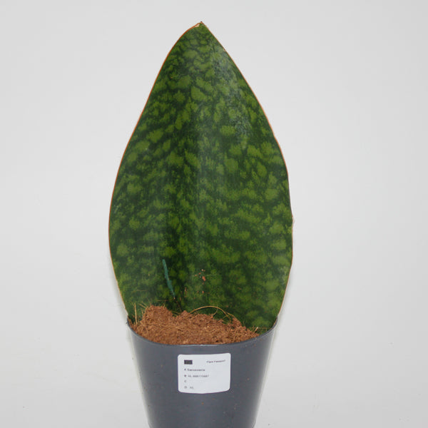 Sansevieria Masoniana Whale Fin Ø12cm H30cm