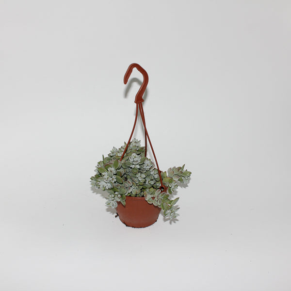 Cotyledon Pendens Ø12cm H25cm