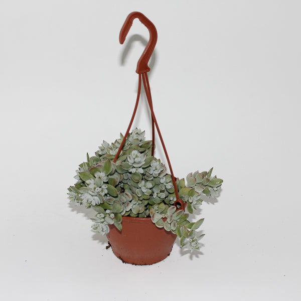 Cotyledon Pendens Ø12cm H25cm