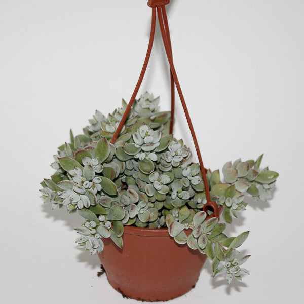 Cotyledon Pendens Ø12cm H25cm
