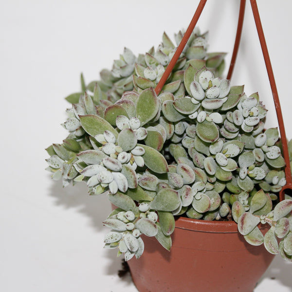 Cotyledon Pendens Ø12cm H25cm