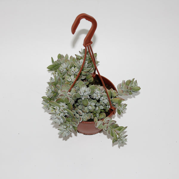Cotyledon Pendens Ø12cm H25cm