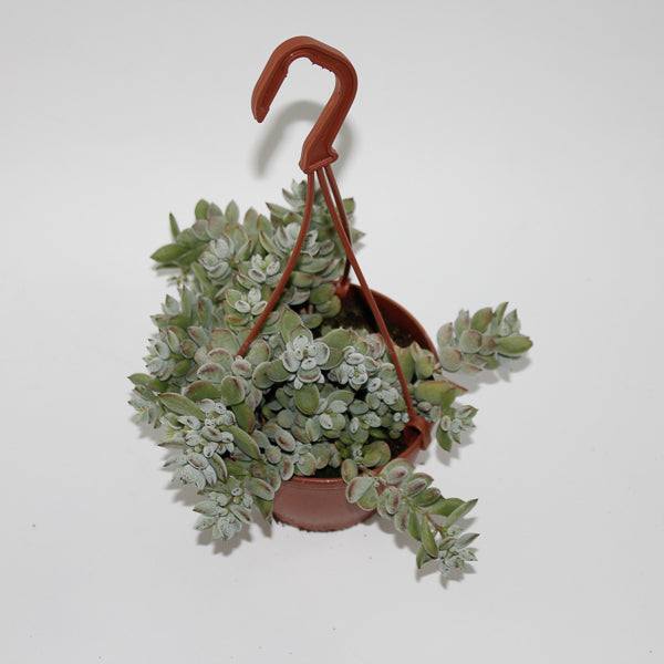 Cotyledon Pendens Ø12cm H25cm