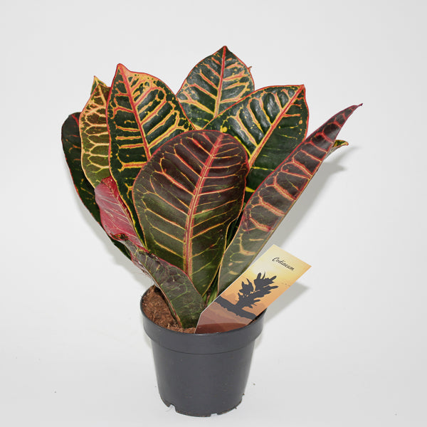Codiaeum variegatum Petra head Ø12cm H30cm