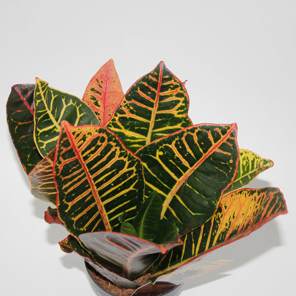 Codiaeum variegatum Petra head Ø12cm H30cm