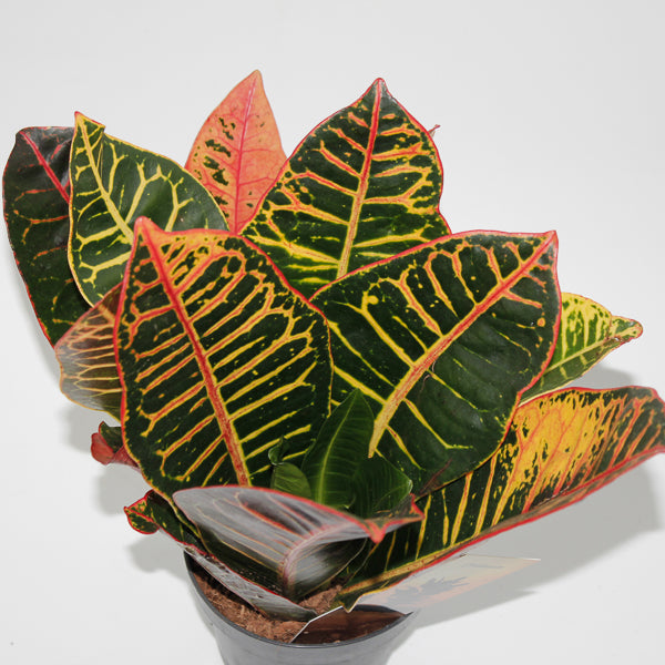Codiaeum variegatum Petra head Ø12cm H30cm