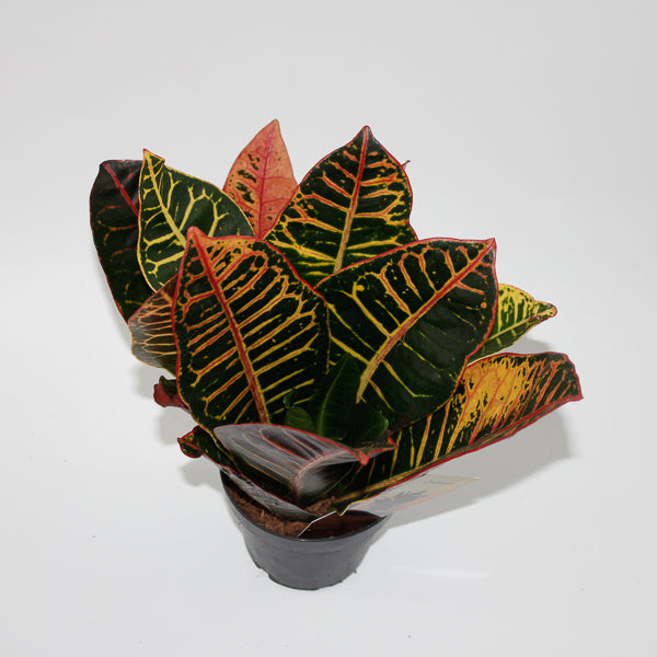 Codiaeum variegatum Petra head Ø12cm H30cm