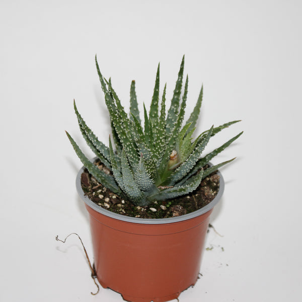 Aloe humilis Ø12cm