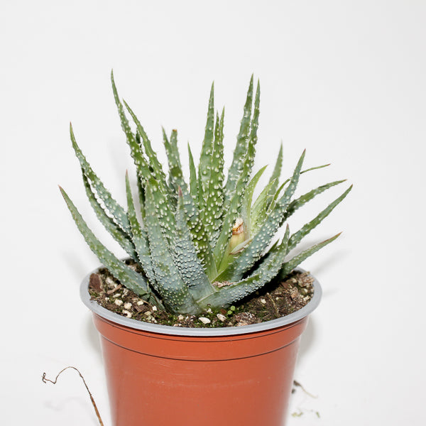 Aloe humilis Ø12cm
