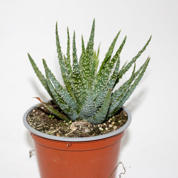 Aloe humilis Ø12cm