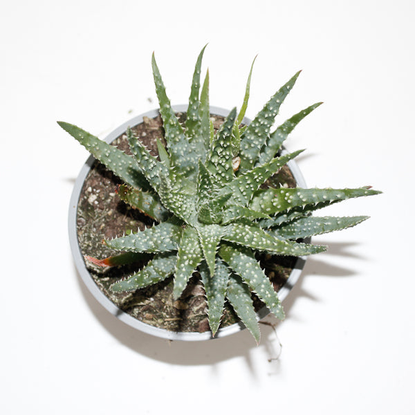 Aloe humilis Ø12cm