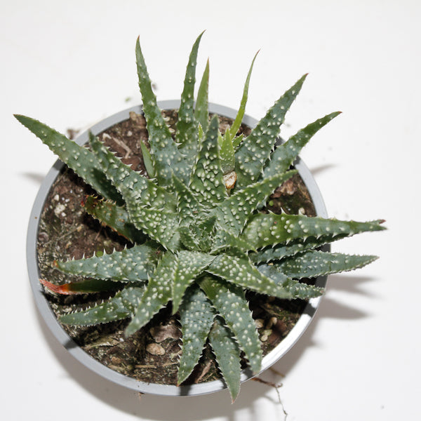 Aloe humilis Ø12cm
