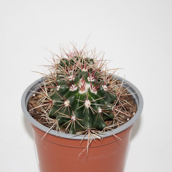Ferocactuss stainesii Ø12cm