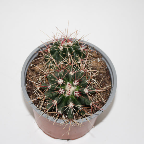 Ferocactuss stainesii Ø12cm