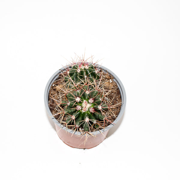 Ferocactuss stainesii Ø12cm