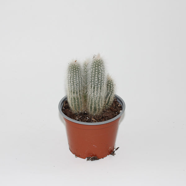 Cleistocactus strausii Ø12cm