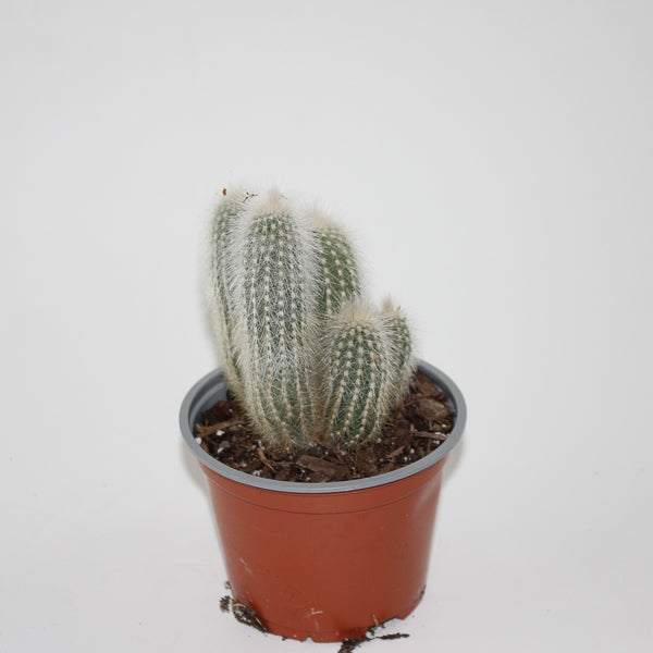 Cleistocactus strausii Ø12cm