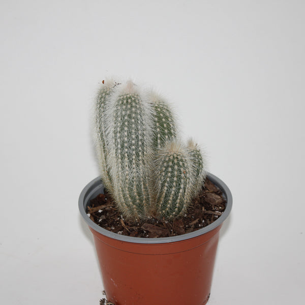 Cleistocactus strausii Ø12cm