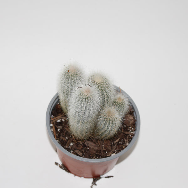 Cleistocactus strausii Ø12cm
