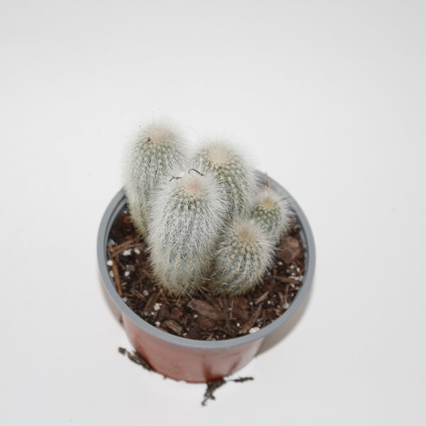 Cleistocactus strausii Ø12cm