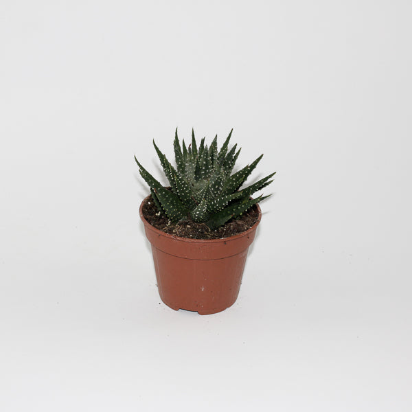 Hawthoria pumila Ø12cm
