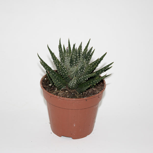 Hawthoria pumila Ø12cm