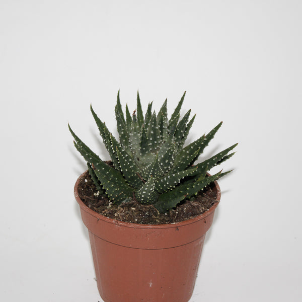Hawthoria pumila Ø12cm