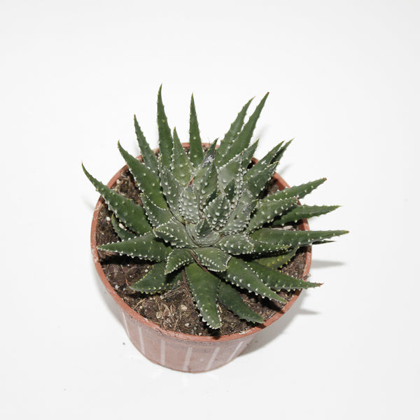Hawthoria pumila Ø12cm