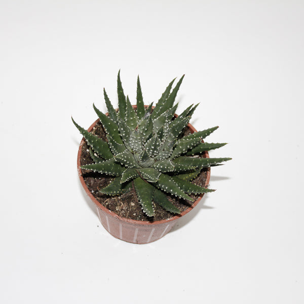 Hawthoria pumila Ø12cm