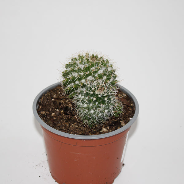 Mammillaria nejapensis Ø12cm