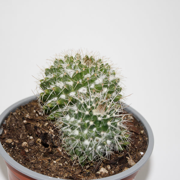 Mammillaria nejapensis Ø12cm