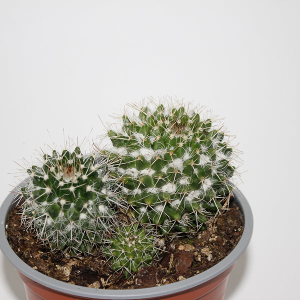 Mammillaria nejapensis Ø12cm